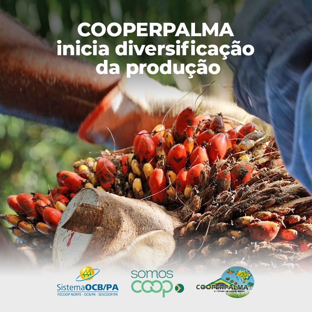 COOPERPALMA inicia diversificação da produção