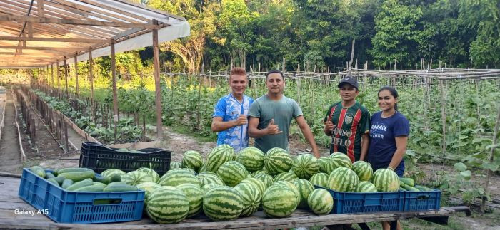  Cooperativa CAFAR realiza a primeira colheita de melancias agroecológicas com apoio do Sistema OCB/PA em Breves